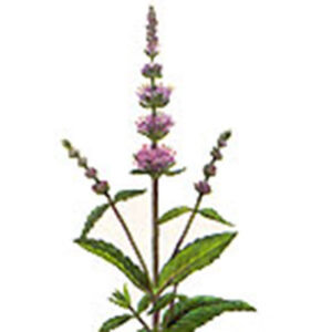 Country Lore: The Many Uses of Spearmint Image